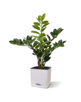 Zamioculcas planta artificial 55cm