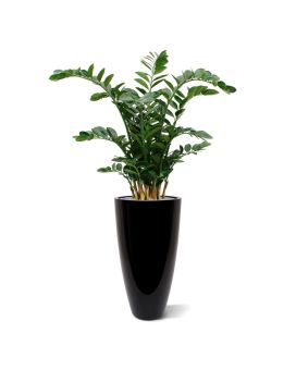Zamioculcas XL planta artificial 120cm