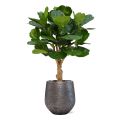 Planta artificial Lyrata deluxe sobre tallo 125cm
