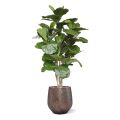 Árbol artificial Lyrata deluxe 170cm