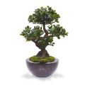 Panda Bonsai arbol artificial sobre base 70cm