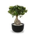 Panda Bonsai árbol artificial 55cm
