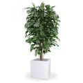 Ficus Exotica deluxe planta artificial 150cm - verde - FR - retardante del fuego