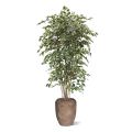 Ficus Exotica árbol artificial deluxe 210cm - variegado