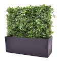 Seto artificial Schefflera 80x25x56cm - Resistente a los rayos UV