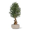 Olivo artificial Bonsai Deluxe 150cm