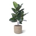 Planta artificial de Ficus Audrey 60cm