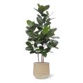 Planta artificial de Ficus Audrey 160cm