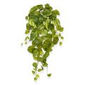 Pothos artificial planta colgante 55 cm var.