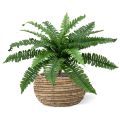 Ramo Boston Fern Deluxe 45 cm