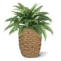 Ramo Boston Fern Deluxe 65 cm