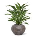 Calathea Leopardina 60cm en maceta