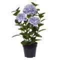 Hortensia Planta artificial en maceta 65cm Azul