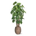 Alocasia Calidora Árbol artificial gigante deluxe 210 cm
