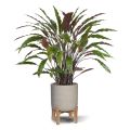 Calathea planta artificial 85cm - verde/rojo