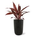 Draceana planta artificial roja 60cm