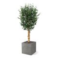 Olivo artificial deluxe 155cm