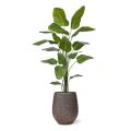 Strelitzia Nicolai planta artificial 210cm