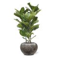 Planta artificial Lyrata 95cm
