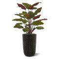 Planta artificial Calathea Makoyana roja 60cm