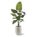 Strelitzia Nicolai planta artificial 150cm