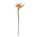 Strelitzia rama Deluxe 90cm Naranja