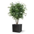 Acer Arce deluxe 165 cm verde