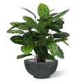 Calathea Rosea Picta planta artificial 80cm