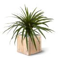 Ramo Artificial Draceana Marginata 50 cm