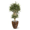 Draceana Reflexa Anita árbol artificial 160cm