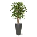 Ficus Exotica Deluxe 125 cm variegado