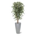 Ficus Exotica árbol artificial deluxe 180cm - variegado