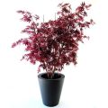 Acer Arce Y deluxe 160cm burdeos