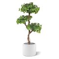 Ginkgo Bonsai árbol artificial 150cm