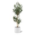 Olivo artificial promo 180cm