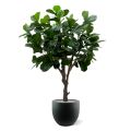 Árbol artificial Lyrata gigante 260 cm de tronco