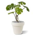 Monstera planta artificial 50cm