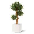 Olivo Bonsai arbol artificial sobre base 90cm