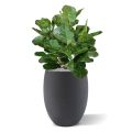 Planta artificial bulbo Royal Lyrata deluxe 75cm