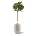 Árbol artificial Royal Lyrata sobre tronco 120cm