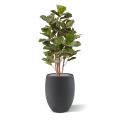 Planta artificial Royal Lyrata 105 cm