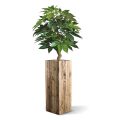 Schefflera Amate planta artificial de lujo 105cm