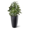 Schefflera planta artificial 50 cm anti-UV