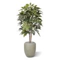 Árbol artificial Scheflera Amate 150cm