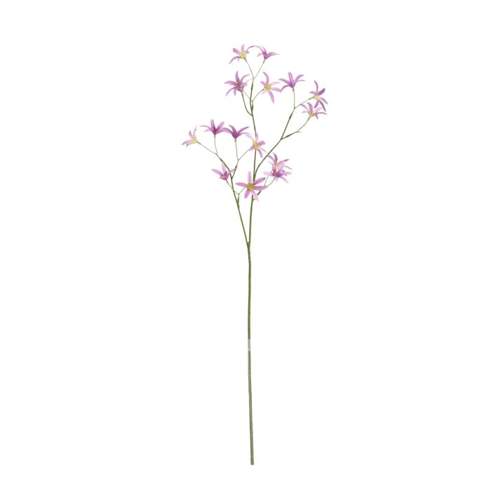 Rama de Tweedia Oxypetalum 68cm Lila main product photo
