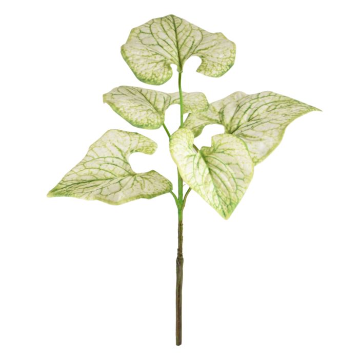 Brunnera rama 35cm creme-groen main product photo