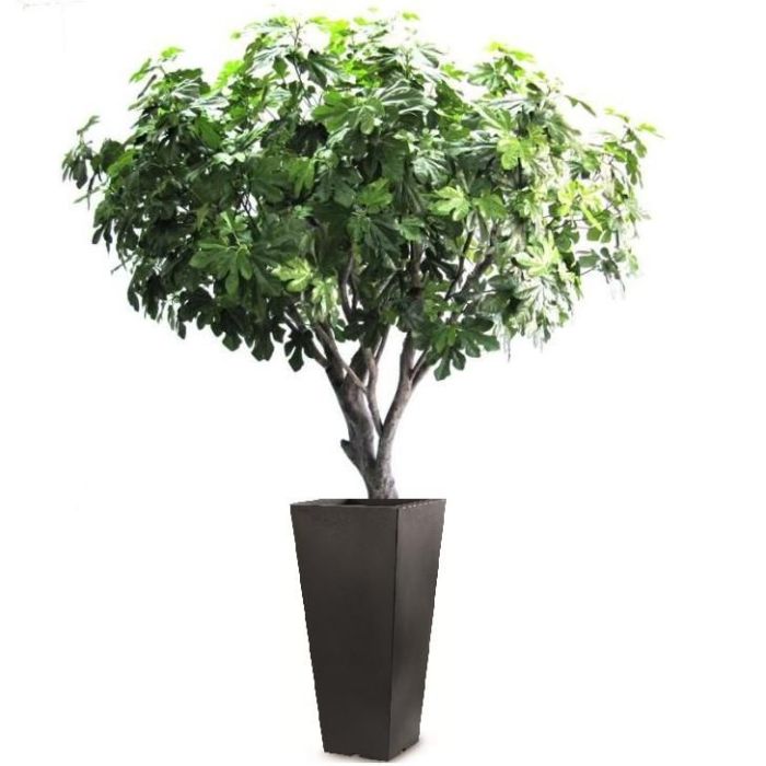 Higuera gigante Deluxe 250cm main product photo