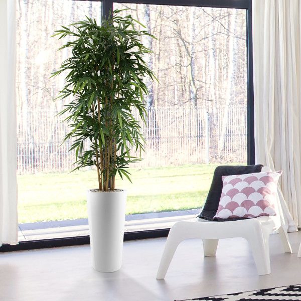 Ficus
